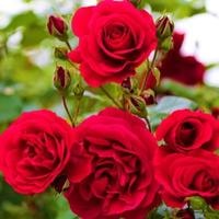 What makes red roses unique